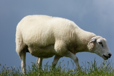 Nordstrand Schafe