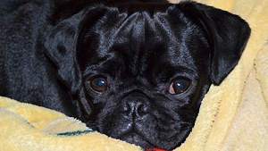 Logo hundeurlaub-und-nordsee.de
