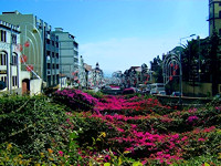 Blumenpracht im Flusslauf in Funchal mit Blick auf den Atlantik