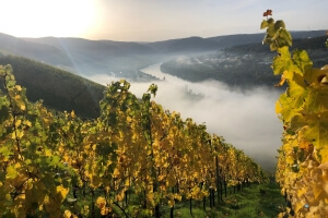 Weinberge im Herbst