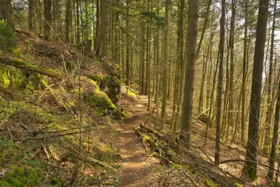 Pfälzerwald Wanderweg