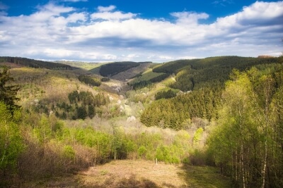 Siegerland Waldlandschaft