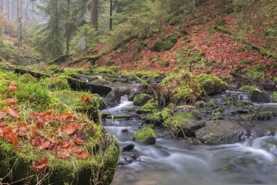 Bachlauf im Herbst