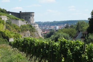 Weinberg und Burg bei Würzburg